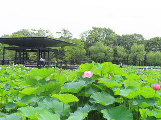 　　　　　　万博記念公園（日本庭園）