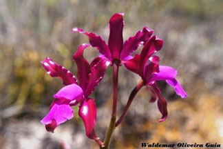 Orquideácea. 