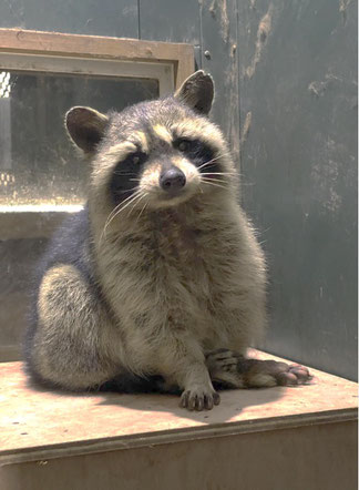 アライグマの特徴と習性,アライグマの被害と駆除