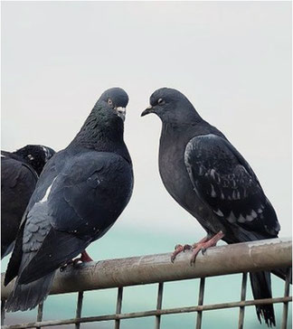 はとの特徴と習性,鳩,ハト,ハトの被害と駆除