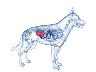 Anima-Balance | TCM für Tiere | Alternativmedizin | Viszerale Therapie | Osteopathie Hund