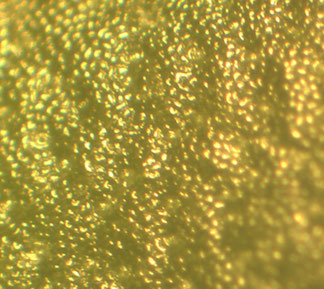 Epiderme d'un cactus Mammillaria observé à la loupe binoculaire, grossisement 20