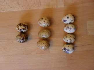 Die Eier von verschiedenen Farbschlägen haben unterschiedliche Sprenkelungen.