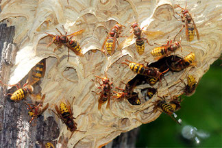 Friedliche Brummer - unserer einheimischen Hornissen an ihren Nest. Foto: NABU / Helge May