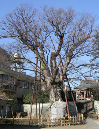天然記念物指定の大ケヤキ