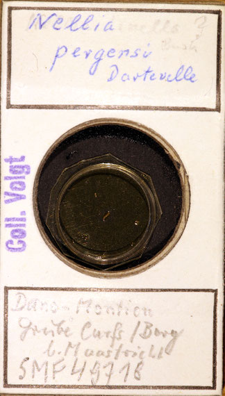 Senckenberg, Bryozoa, Bryozoen, Moostierchen, Sammlung Voigt