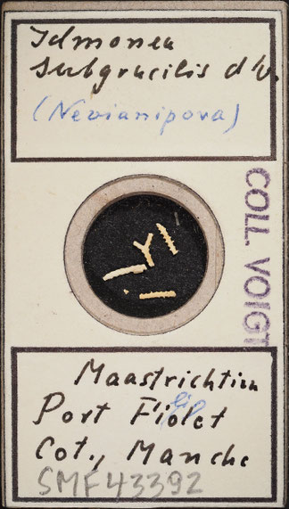 Senckenberg, Bryozoa, Bryozoen, Moostierchen, Sammlung Voigt