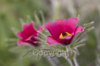 blühende rote Blume