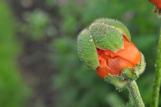 Das Foto zeigt eine Mohnblüte, die kurz vor dem Aufblühen ist. 