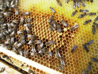 Die imkerlichen Tätigkeiten sind sehr vielfältig.  Sie umfasst den behutsamen Umgang mit den Bienen, handwerkliche Arbeiten mit Holz, Wachs und Honig sowie kaufmännische Fähigkeiten bei der Vermarktung der Imkereiprodukte.