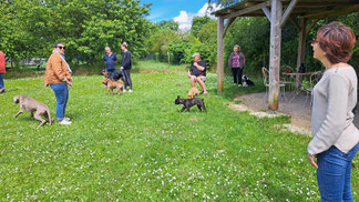 groupe éducation en séance collective chez coach canin 16 educateur canin prés de rouillac, jarnac, cognac et angoulême