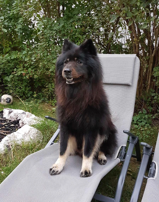 Wurfplanung 2021 Eurasier Welpen Schweiz