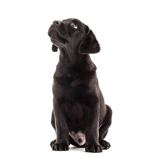 Motiv von Pixabay: hoch schauender Hundewelpe mit Bettelblick.