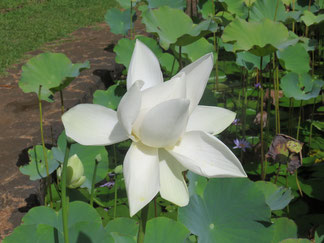 Der Lotus-Sitz gilt in den Schriften als die höchste aller Yogaübungen.