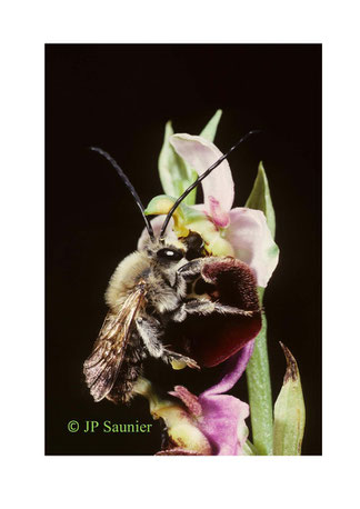 ophrys macrophoto