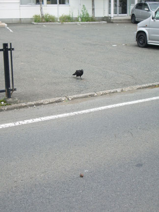 通り過ぎる自動車を待つ　カラス君