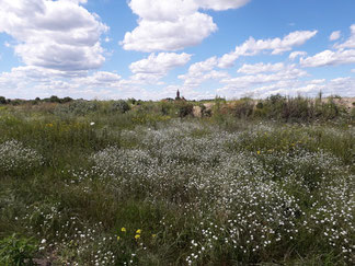 Brachland bei Niemegk, Brandenburg, Foto: N. Pflug