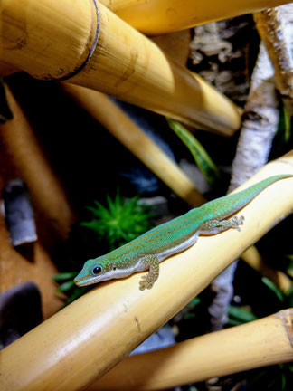 Phelsuma malamakibo