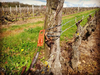 visite-guidée-vignoble-Vouvray-Touraine-Vallee-de-la-Loire-oenotourisme