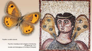 Mosaîque 3ème siècle ap.JC - Psyché avec les ailes d'un papillon ocellé  (Musée d'Antakaya en Turquie)