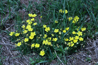 Photo décorative fleur