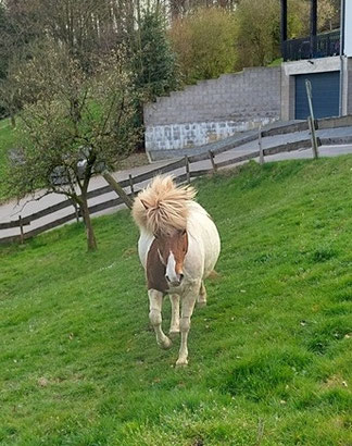 Auf einem steilen Stück Wiese läuft ein rot-weiß geschecktes Islandpferd mit wehender Mähne fröhlich auf die Kamera zu