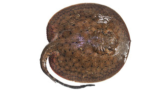 Freshwater ray from Guyana