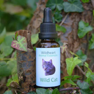 30ml - CHF 36.00