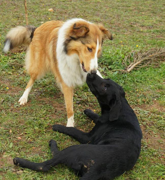 So sehen Hunde beim Spielen und Knutschen aus