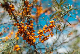 Picture of a sea buckthorn bush with orange berries