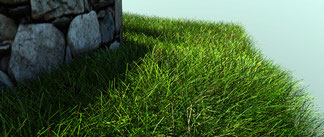 detalle de la hierba