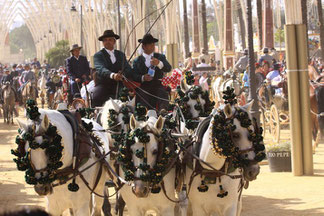 Feria del Caballo Jerez 2012