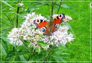 (Falter) Pfauenauge auf Baldrianblüte, Foto: Ilona M. Schütt, www.basenfasten-hamburg.net