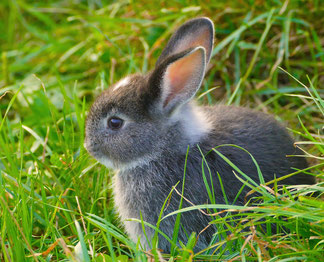 Ein junges, graues Kaninchen sitzt im Gras. Es sieht sehr niedlich aus und sein Fell scheint sehr weich zu sein.