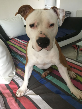 ec chiens ; dressage chien ; education canine ; comoortementaliste chien ; problemes comportement chien ; eduquer son chien ; doubs 25 ; haute saone 70