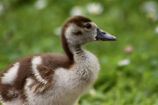 Ein Nilganskücken sitzt auf einer grünen Wiese