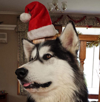 Kaya the malamute – not wearing a Christmas hat