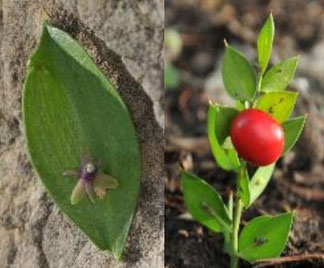 petit houx fleur et fruit