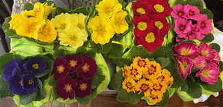 Blumendeko Jahreshauptversammlung LFV Bad Oldesloe