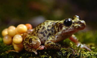 Majorcan Midwife Toad