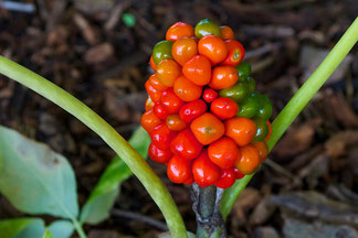 The fruit of a Jack-in-the-Pulpit (Arisaema.triphyllum) a native plant at Distant Hill Gardens.