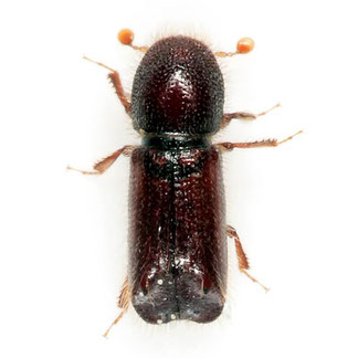 Xylocleptes bispinus
