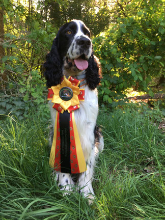 "Jakob vom Belauer See" successful at German Bundessieger Rally Obedience, Photo: Svenja Hansen