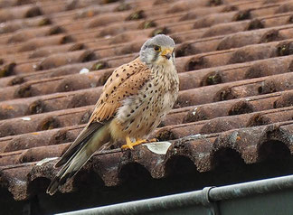 männlicher Turmfalke (Foto: Antje Geigenberger) 