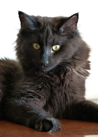 Chat Des Forets Norvegiennes Chatterie Glieres Sacre Birmanie