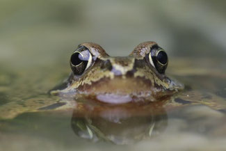 Grasfrosch © Ralph Sturm, LBV Bildarchiv