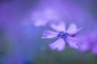 Our garden, Czech republic, ©2020