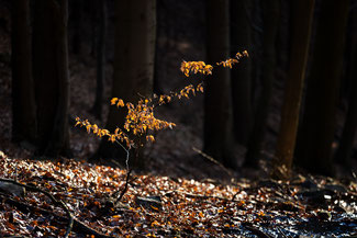 Ore mountains, Czech republic, ©2020