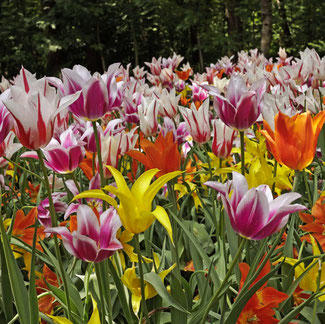 Lilienblütige Tulpen ideal für den naturnahen Garten bei www.the-golden-rabbit.de