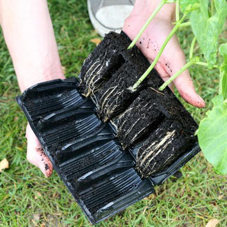 Deep Rootrainers Anzuchtkiste aufgeklappt mit Setzlingen